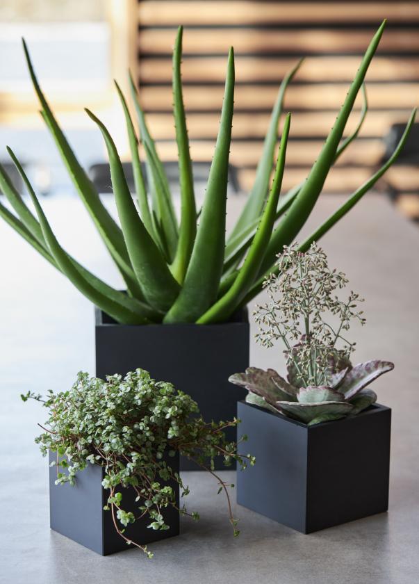 Sorte urtepotteskjulere med planter Sej Design