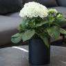 Sort cylindervase med blomst Sej Design