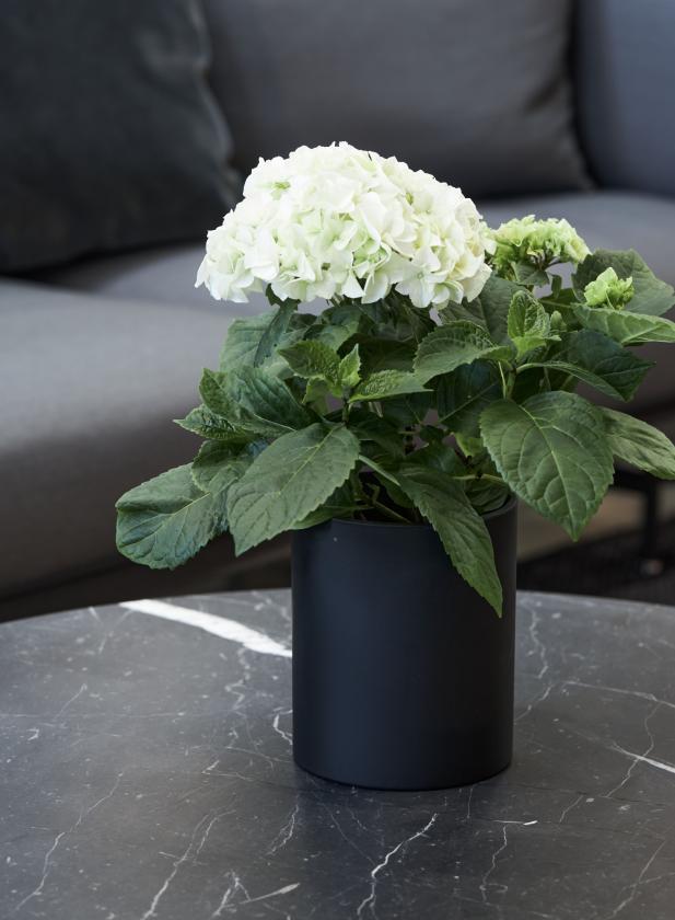 Sort cylindervase med blomst Sej Design