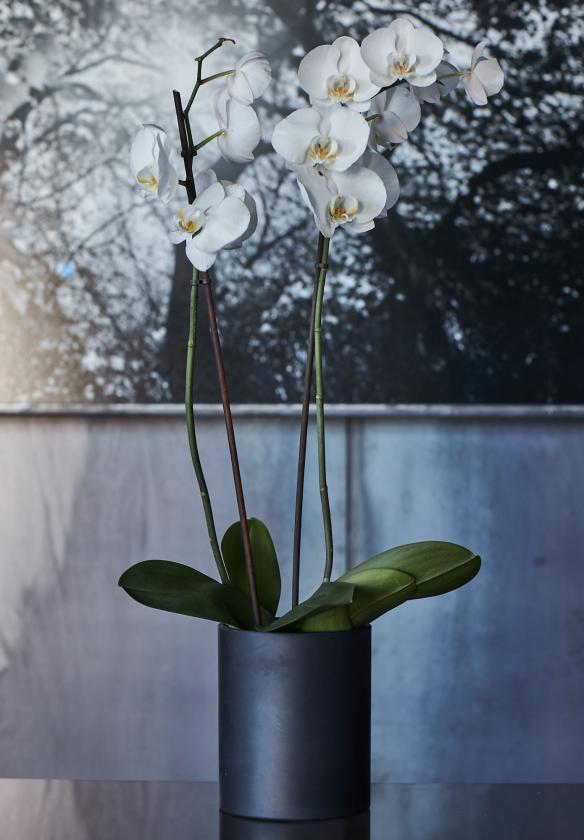Cylinder vase med orkidé Sej Design